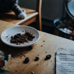 Aliments toxiques pour les chats : chocolat, raisin, ail et réflexes d’urgence