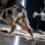 Ataxie chez un ataxique chien : démarche instable